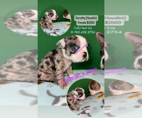 Medium Photo #8 Boston Terrier Puppy For Sale in LAS VEGAS, NV, USA