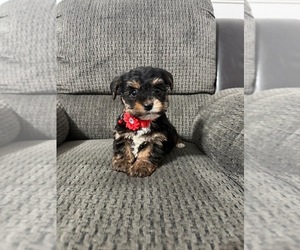 YorkiePoo Puppy for sale in JEFFERSONVILLE, IN, USA