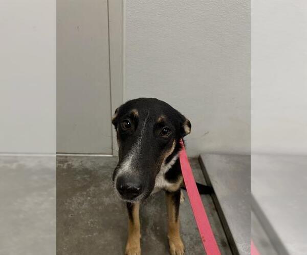 Medium Photo #1 German Shepherd Dog-Unknown Mix Puppy For Sale in Rosenberg, TX, USA