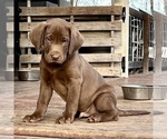 Puppy Bo Labrador Retriever