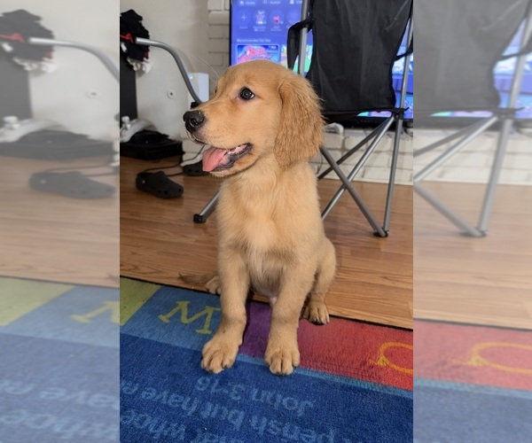 Medium Photo #5 Golden Retriever Puppy For Sale in ANTIOCH, CA, USA