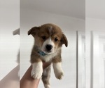 Small #3 Pembroke Welsh Corgi
