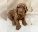 Small Photo #3 Goldendoodle Puppy For Sale in STONEVILLE, NC, USA