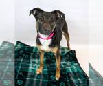 Small #4 Jack Russell Terrier Mix