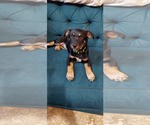 Small #4 Jack-Rat Terrier