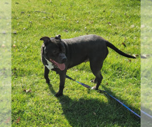 American Pit Bull Terrier-Staffordshire Bull Terrier Mix Dogs for adoption in Frankenmuth, MI, USA