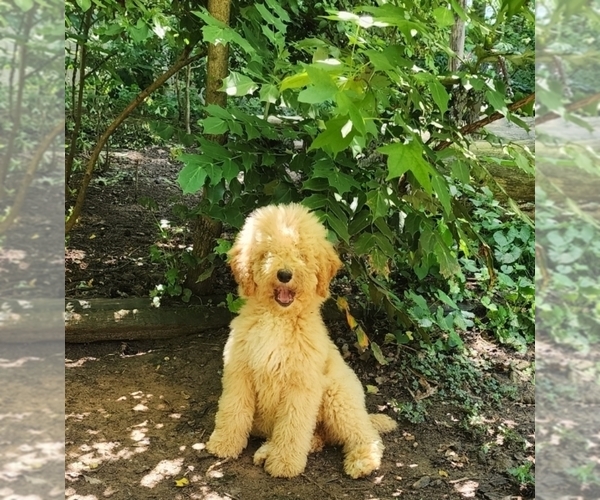 Medium Photo #1 Poodle (Miniature) Puppy For Sale in WINSTON SALEM, NC, USA