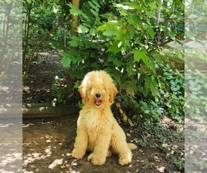 Poodle (Miniature) Puppy for sale in WINSTON SALEM, NC, USA