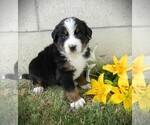 Puppy Clifford Bernese Mountain Dog