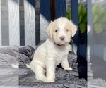 Small Photo #10 Labradoodle Puppy For Sale in TAHLEQUAH, OK, USA