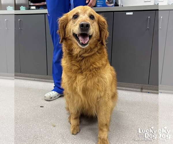 Medium Photo #1 Golden Retriever-Unknown Mix Puppy For Sale in Washington, DC, USA