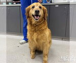 Small Golden Retriever Mix
