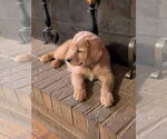 Small #12 Golden Retriever