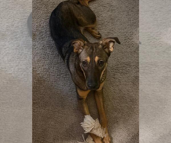 Medium Photo #3 German Shepherd Dog-Unknown Mix Puppy For Sale in Rootstown, OH, USA