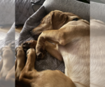Small #3 Basset Hound-Labrador Retriever Mix