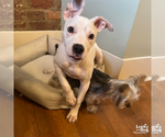 Small #5 Boxer Mix