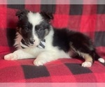 Small Photo #10 Border Collie Puppy For Sale in LAKELAND, FL, USA