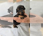 Small Photo #42 Doberman Pinscher Puppy For Sale in WHEELING, IL, USA