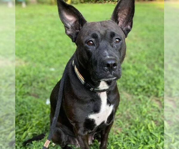Medium Photo #5 American Staffordshire Terrier-Unknown Mix Puppy For Sale in columbia, SC, USA