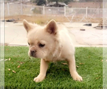 Small #6 French Bulldog