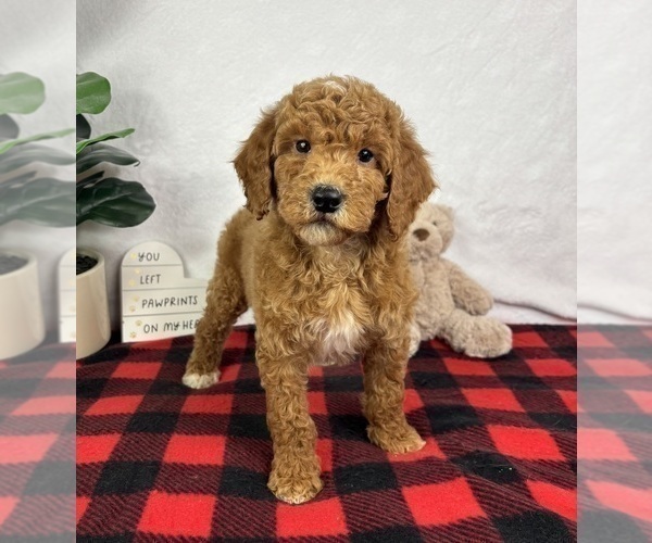 Medium Photo #3 Goldendoodle (Miniature) Puppy For Sale in GREENFIELD, IN, USA