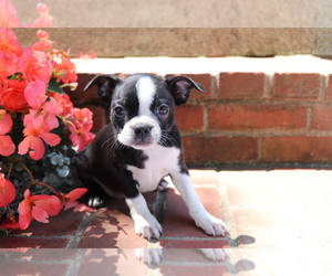 Boston Terrier Puppy for sale in SHILOH, OH, USA