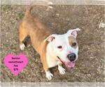 Small #1 American Pit Bull Terrier Mix