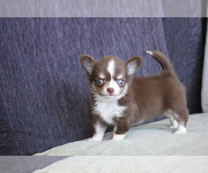 Chihuahua Puppy for sale in SAN FRANCISCO, CA, USA