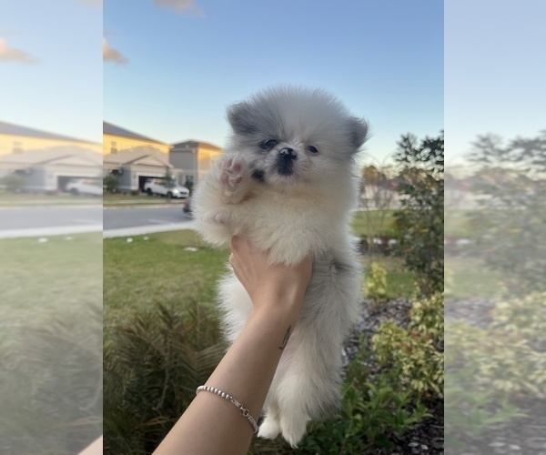 Medium Photo #6 Pomeranian Puppy For Sale in ORLANDO, FL, USA