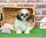 Small #2 Shih Tzu