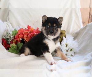 Shiba Inu Puppy for sale in SHILOH, OH, USA