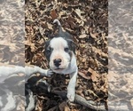 Small #5 American Bully-Border Collie Mix
