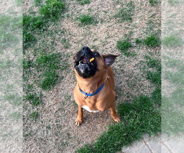 Medium Photo #4 Boxer Puppy For Sale in Burnsville, MN, USA