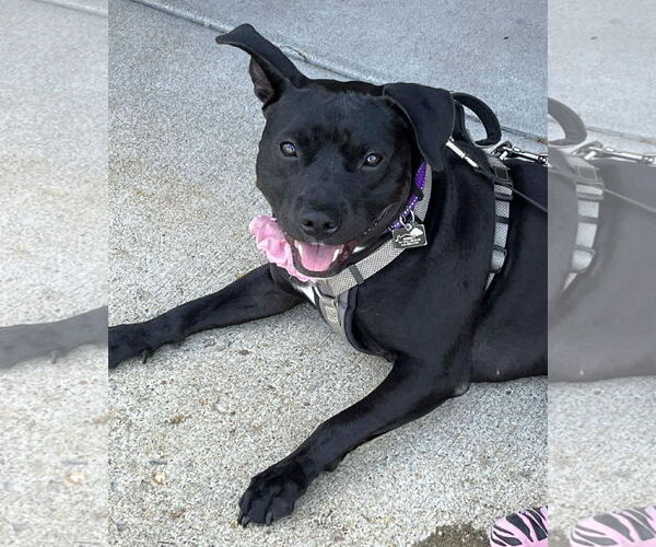 Medium Photo #18 Staffordshire Bull Terrier-Unknown Mix Puppy For Sale in Spotsylvania, VA, USA