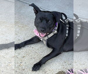 Pru (special needs) - Female Staffordshire Bull Terrier-Unknown Mix Dog for Adoption - Photo #18