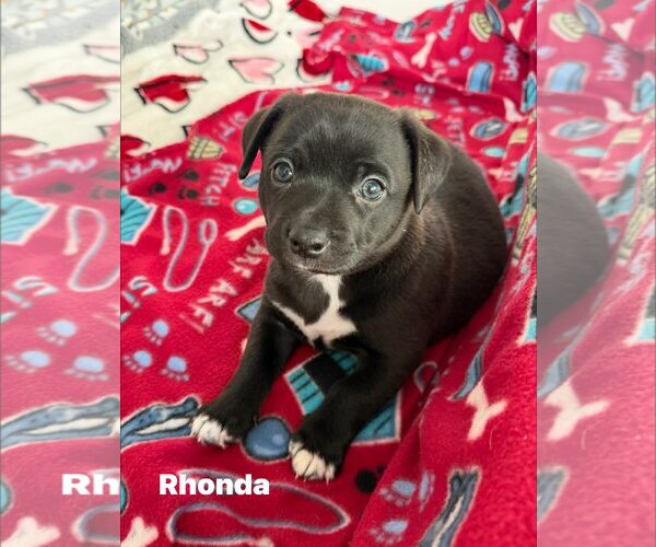 Medium Photo #2 Labrador Retriever-Staffordshire Bull Terrier Mix Puppy For Sale in Cave Creek, AZ, USA