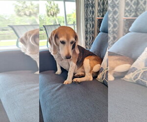 Beagle Dogs for adoption in Tampa, FL, USA