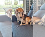 Small Beagle