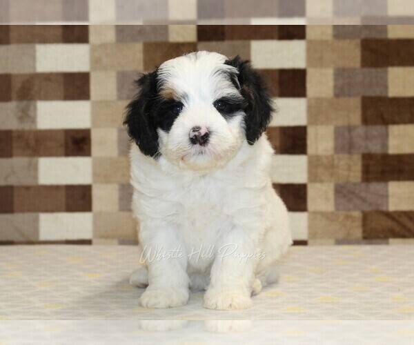 Medium Photo #3 Bernedoodle (Miniature) Puppy For Sale in DENVER, PA, USA