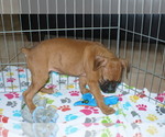 Small Photo #3 Boxer Puppy For Sale in ORO VALLEY, AZ, USA
