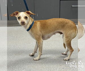 Chihuahua-Unknown Mix Dogs for adoption in Washington, DC, USA