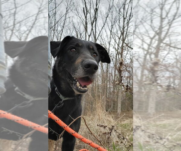 Medium Photo #3 German Shepherd Dog-Unknown Mix Puppy For Sale in Foristell, MO, USA
