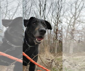 Speedy - Male German Shepherd Dog-Unknown Mix Dog for Adoption - Photo #3