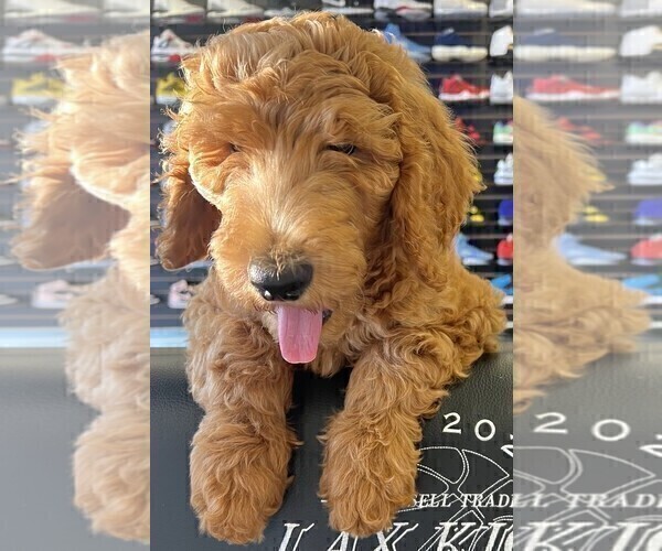 Medium Photo #37 Goldendoodle Puppy For Sale in FOUNTAIN VALLEY, CA, USA