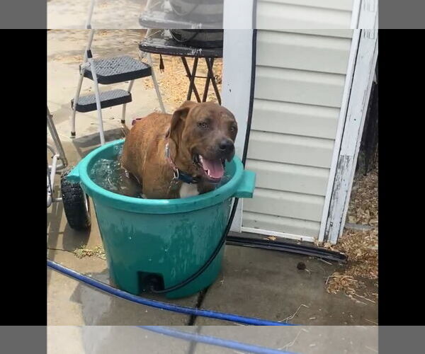 Medium Photo #5 Mutt Puppy For Sale in Holly Springs, NC, USA