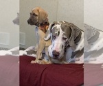 Small Photo #1 Great Dane Puppy For Sale in MERCER, PA, USA
