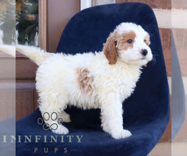 Medium Photo #2 Goldendoodle (Miniature) Puppy For Sale in NARVON, PA, USA