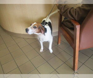 American Foxhound-Unknown Mix Dogs for adoption in Ocala, FL, USA