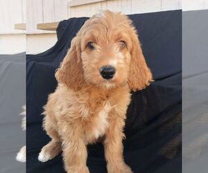 Goldendoodle-Poodle (Standard) Mix Puppy for sale in NARVON, PA, USA