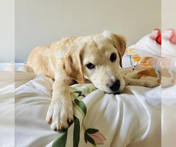Medium Photo #12 Labrador Retriever-Unknown Mix Puppy For Sale in San Diego, CA, USA